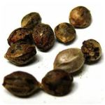 Семена марихуаны АК-47 (Seeds AK-47) в Моздоке Семена марихуаны АК-47 (Seeds AK-47) в Моздоке